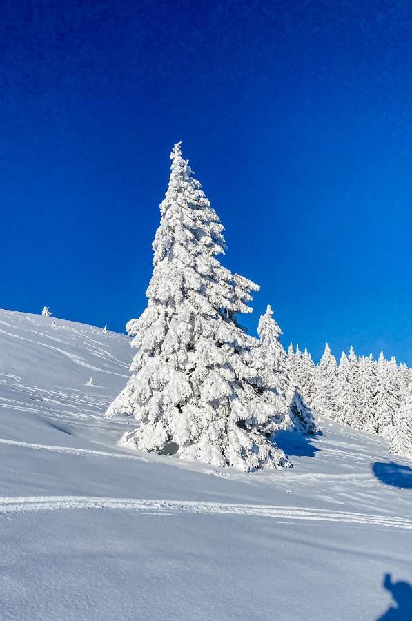 Ferienwohnungen Am Skilift Herrischried 外观 照片